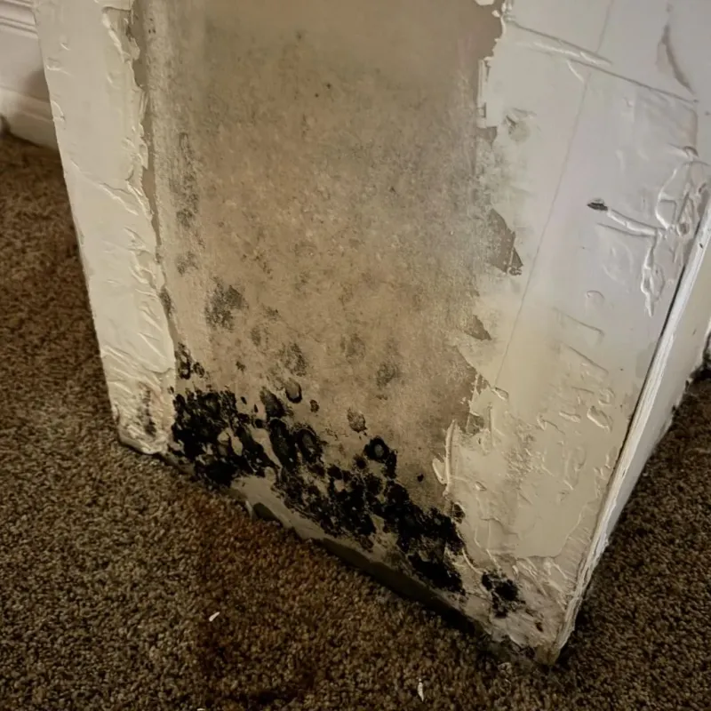 Professional Mold Removal in Helper, UT